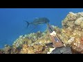 【魚突き】ロウニンアジと伊勢海老とおいしい魚達と貝