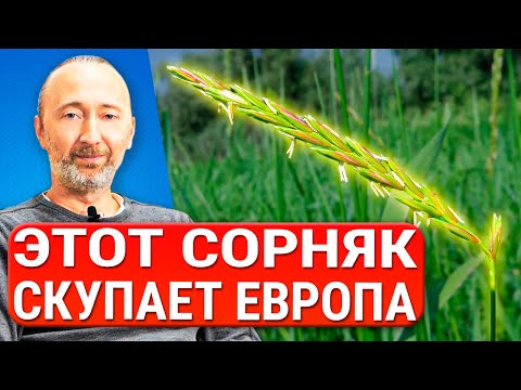 ЭТО РАСТЕНИЕ чистит почки, печень и кожу! Укрепляет легкие и кости! Древние рецепты лечебного отвара