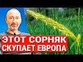 ОН чистит почки, печень и кожу! Укрепляет легкие, кости и волосы! Древние рецепты лечебного отвара.