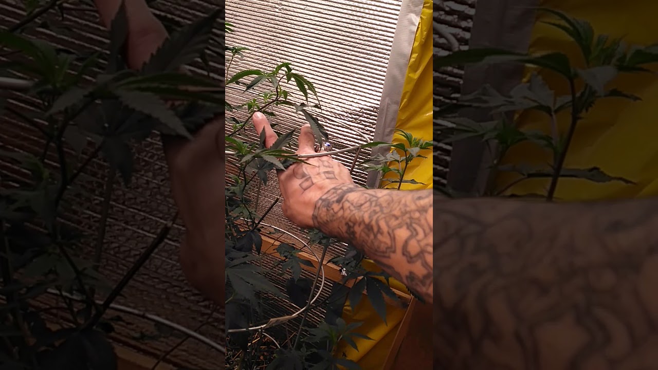 600h flower rm personal grow 