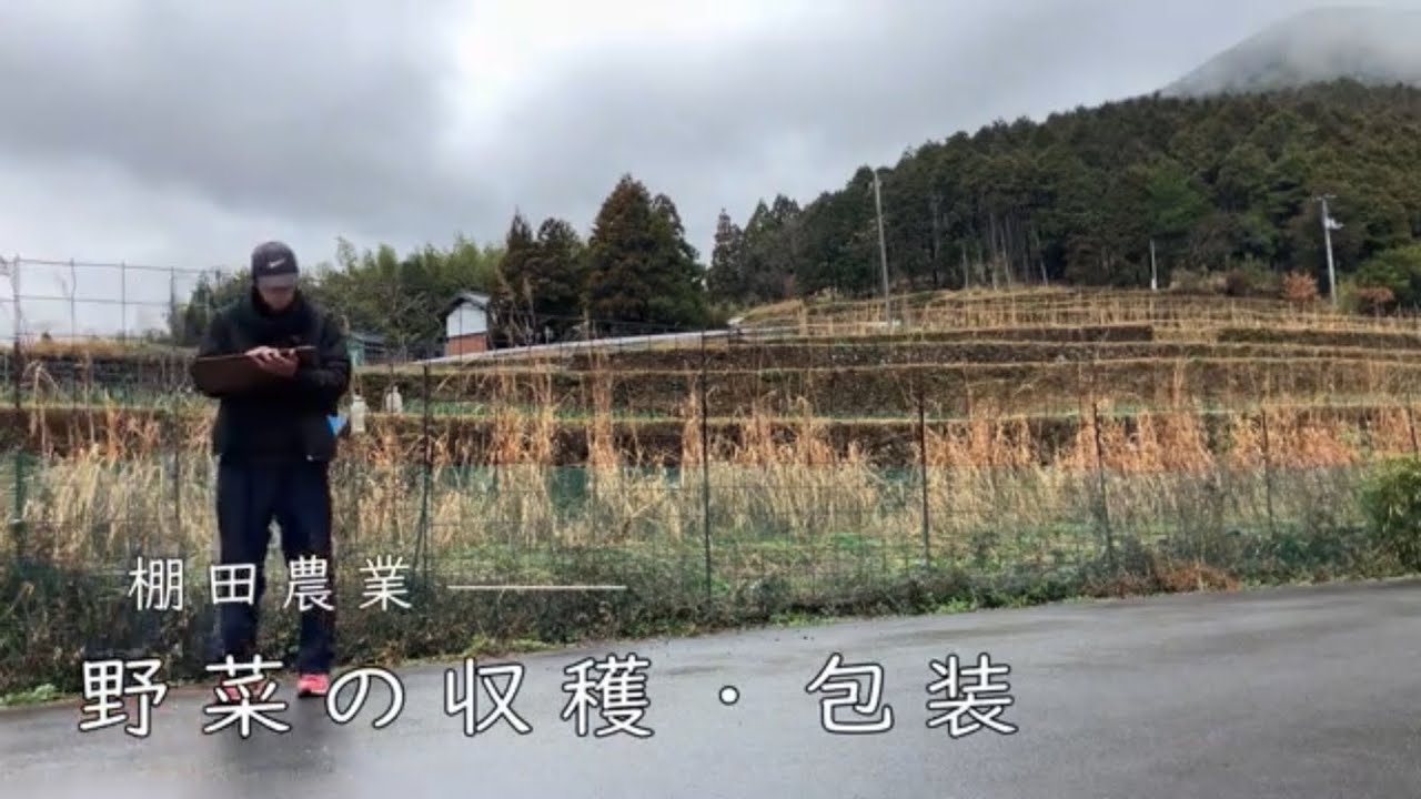 【棚田の農業風景】野菜の収穫～箱詰め