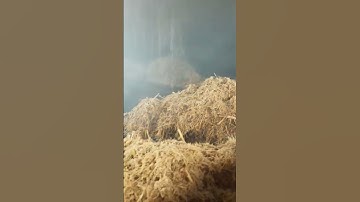 Băng tải xích cào nhà máy sản xuất công nghiệp nặng ngành mía đường #machine #maintenance