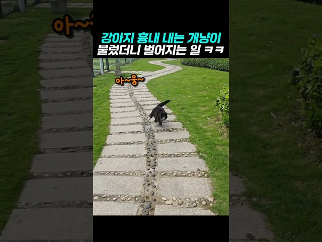 부를때마다  심장어택 하는 길냥이 행동