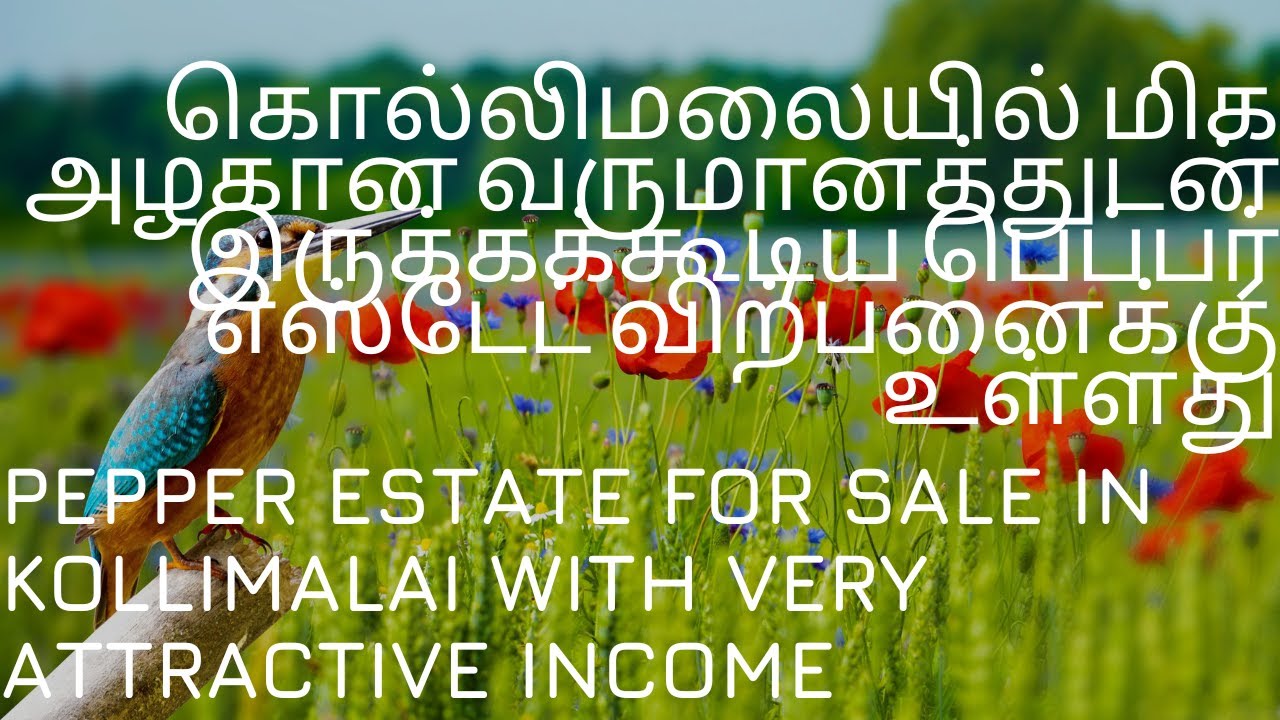 Pepper estate for sale in Kollimalai with very attractive YouTube