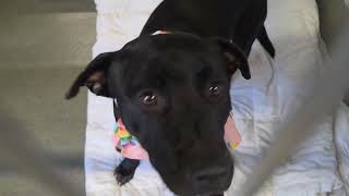 Acs A811429