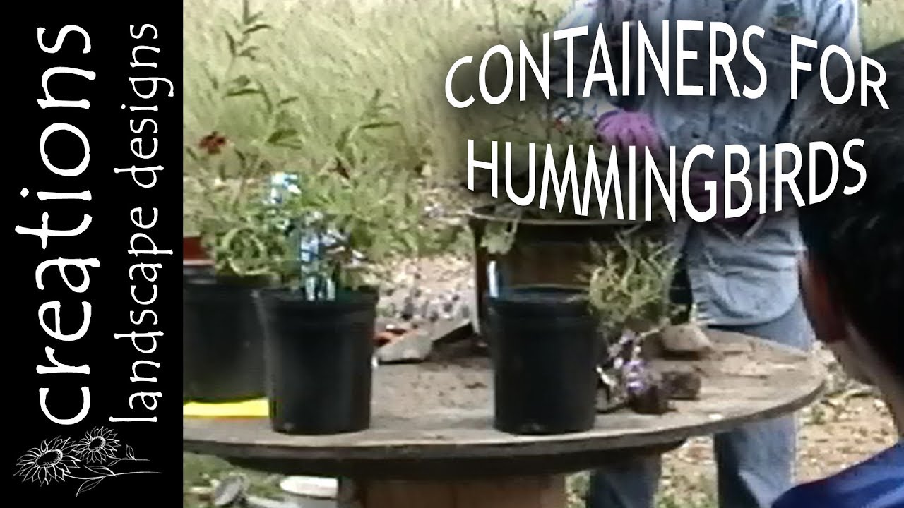 Http Californianativeplants Com Creations Landscape Designs Http Californianativeplants Com Creations Landscape Designs