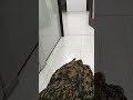 【フクロウ】ご飯もらえたよ #shorts