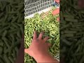 Vegetable Cutting Machine #love #food #cricket #machine #viralvideo #food #india #you #cr7 #leo #big