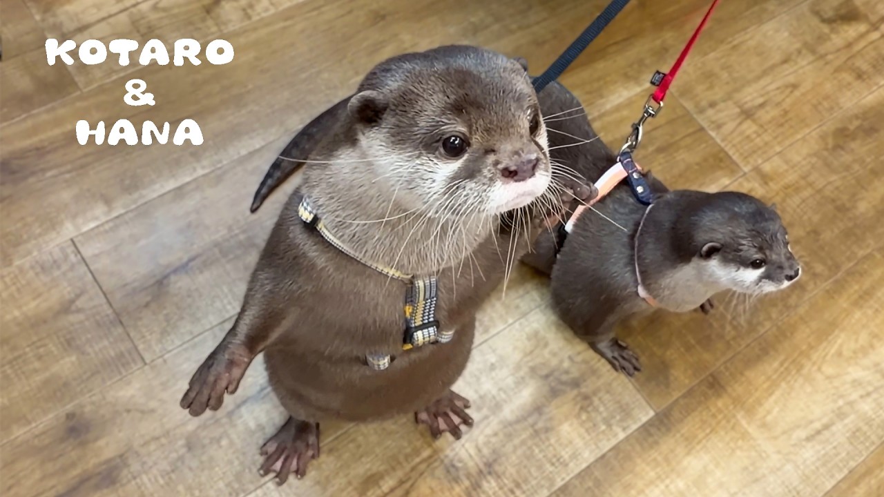 Почему наши выдры ходили к ветеринару