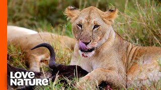 The Youngest MK Lioness Bags Her First Kill | Love Nature