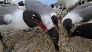 Seagull Feeding Frenzy
