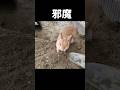 🐰余計な仕事増やさないでよ!
