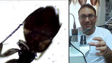 OMAX 40X-2500X 5 Megapixel Camera Video - Ant Specimen