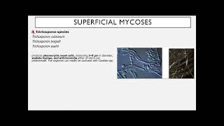 LESSON 2 SUPERFICIAL AND CUTANEOUS MYCOSIS