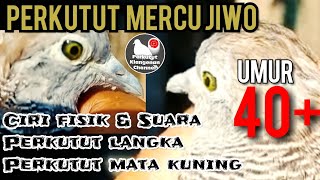 Perkutut Mercu jiwo sepuh umur 40 tahun lebih @perkututklangenanchannel7514