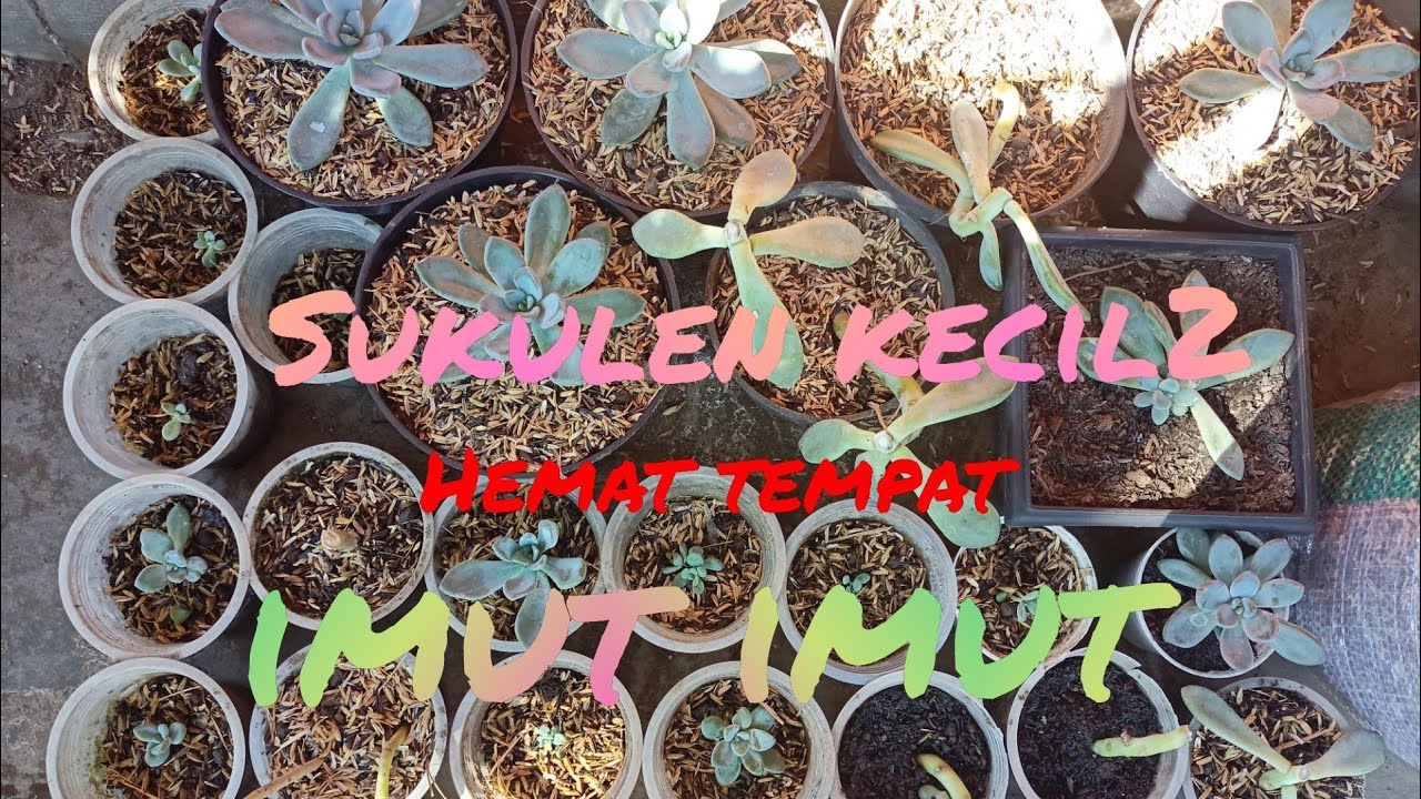 Menanam sukulen 