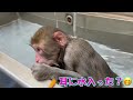阿蘇で泳ぐサルが発見される