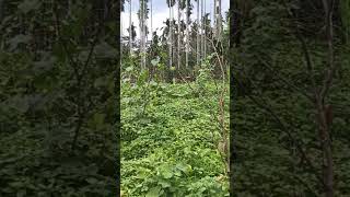 our small pumpkin farm,,,,,, please support me guys and subscribe my channel please support me,,