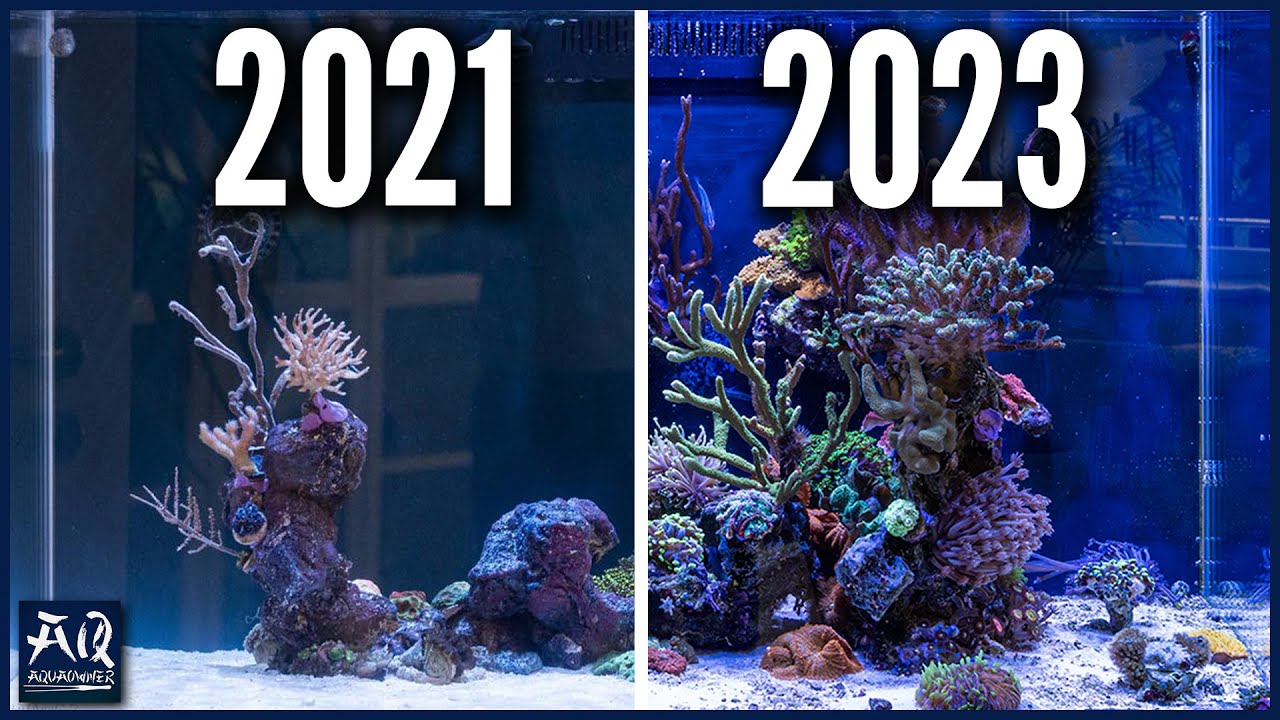 2 Jahre Wachstum im Meerwasseraquarium | AquaOwner