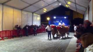 IDI PROBAK, HERRI KIROLAK en ZAMUDIO con CANNON.