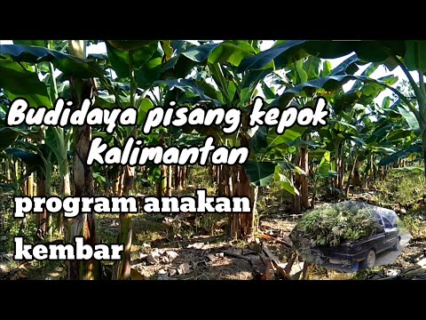 Budidaya pisang kepok||jumlah