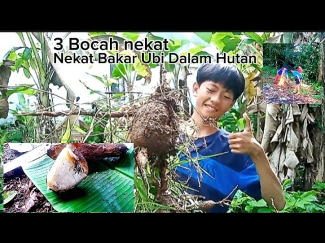 Tiga Bocah Nekat Bakar Ubi Dalam Hutan @OpansYT #bolang #AzizBolang class=