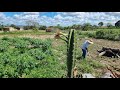 Limpando a roa da me maria e plantando p de  palmeira e jaca no pomar da chcara do zero