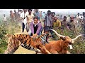 People panicked and drove out hungry tigers to save their cattle, tigers and rebellious elephants!