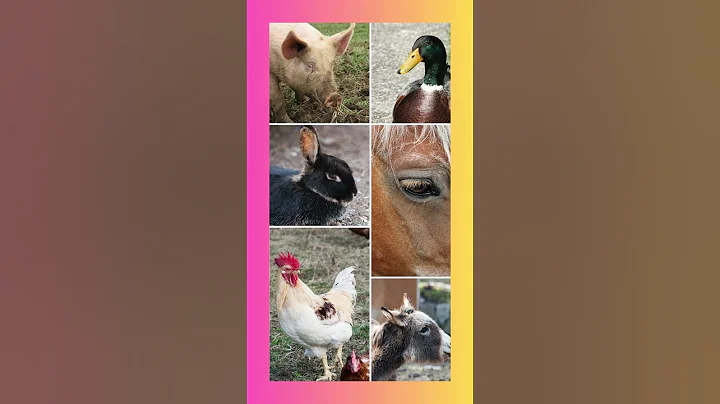 Think you know your animals #trivia #brainteaser #quiz #guesstheanimal