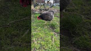 Hübsche Henne #music #edm #dj #remix #avicii #chicken #subscribe #cute #newvideo #drawing ￼