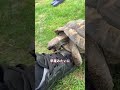 カメが怒った理由