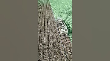 Parsnip harvest halfway #music #travel #drone