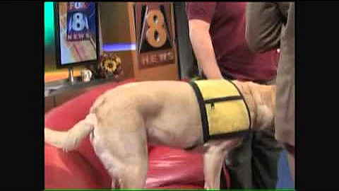 Bedbug Detection Dog