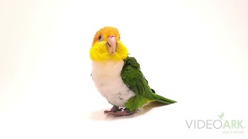 A green-thighed parrot (Pionites leucogaster leucogaster) at Loro Parque Fundacion in Spain.