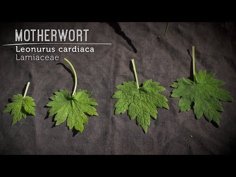 Video: Motherwort Vijfbladig