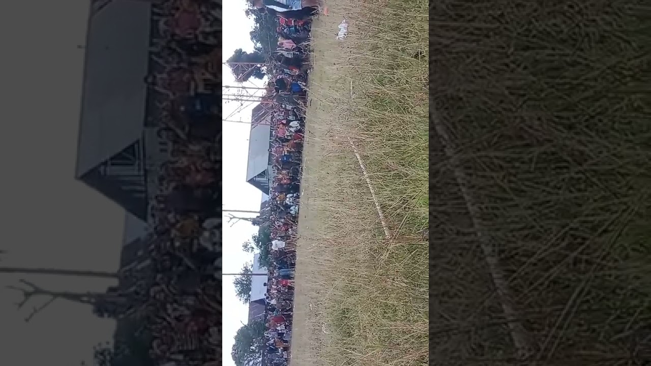 kegiaantan tikam durian yang hampir punah kembali lagi di adakan.