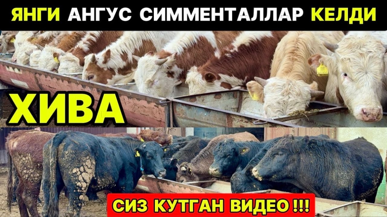 РОССИЯДАН ЯНГИ ПАРТИЯ АНГУС ВА СИММЕНТАЛЛАР КЕЛДИ ХИВА 6-марта 2026 г.