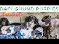 Funny mini Dachshund puppies Cute videos, Breeding and Living with puppies #Breedingdachshundpuppies