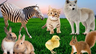 Cute little animals Sounds Of Cat, Zebra, Little Chicken, Rabbit,Fox, Squirrel and Other Animals
