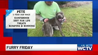 Furry Friday: Meet Pete