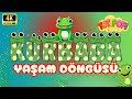 Kurbağanın Yaşam Döngüsü 🐸 | Okul Öncesi Eğitici Video Animasyon | 2-6 Yaş Doğa ve Bilim Videosu