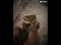 COOKIE!!! #theepicanimalzoo #reptiles #cute #moretagsindescription