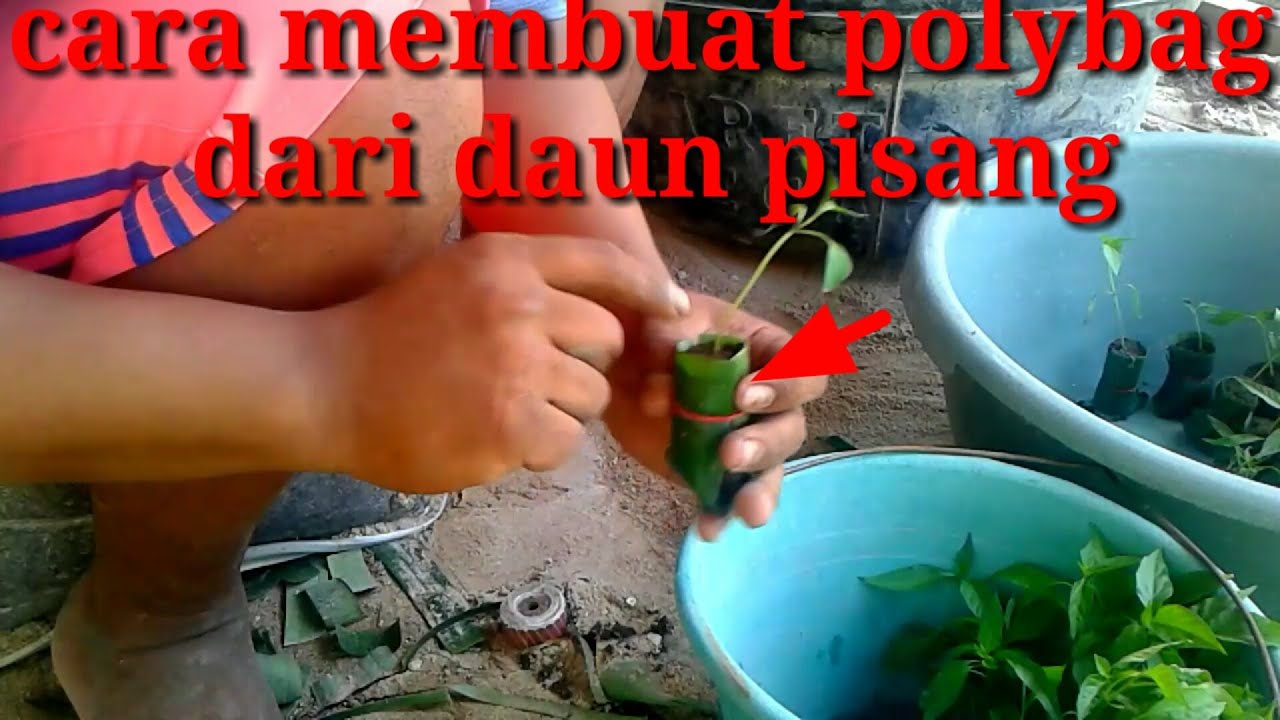  cara  membuat  polybag dari  daun  pisang  YouTube