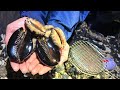 【焚火焼き】干上がった海で宝石のような貝が食べ放題です。
