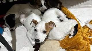 Las cachorras aterrorizan! Liberen a las fieras ..