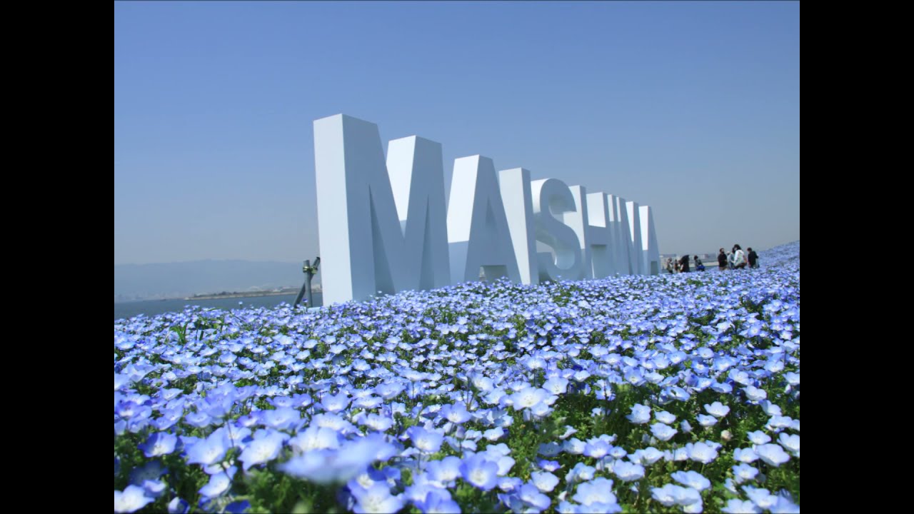 大阪舞洲のネモフィラ祭り Youtube版 浜千鳥写真館