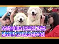 [TV 동물농장 레전드] ‘수암골 담벼락 인기스타, 삼식이’ 풀버전 다시보기 I TV동물농장 (Animal Farm) | SBS Story