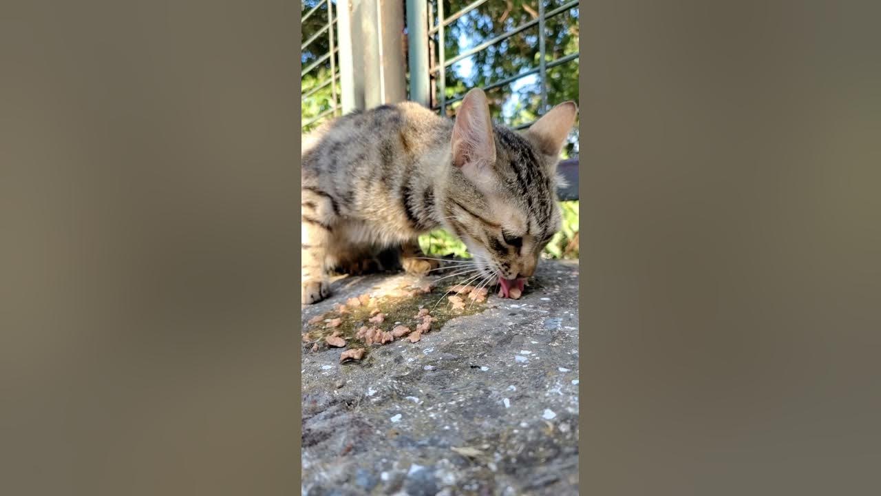 kediler-nas-l-mama-yer-how-do-cats-eat-comment-les-chats-mangent