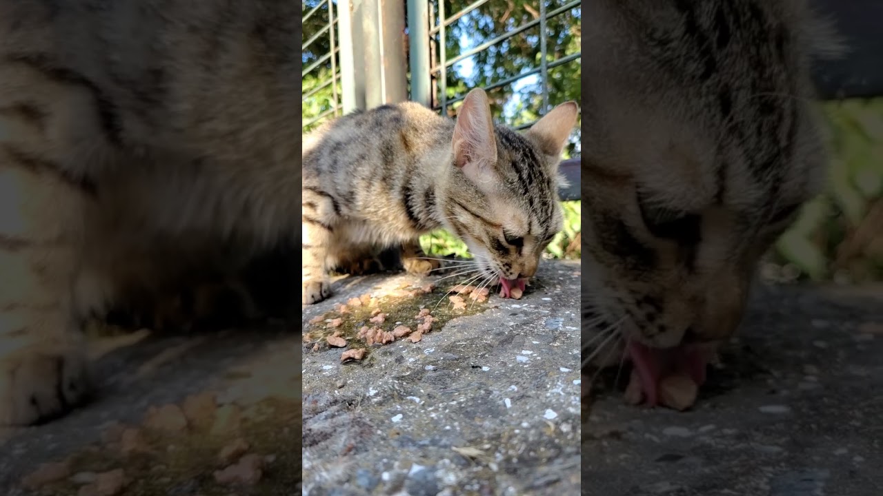 Kediler Nas l Mama Yer How Do Cats Eat Comment Les Chats Mangent Kediler Nas l Mama Yer How Do Cats Eat Comment Les Chats Mangent