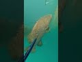 Monster 300kg grouper  fishing spearfishing adventure crocodile